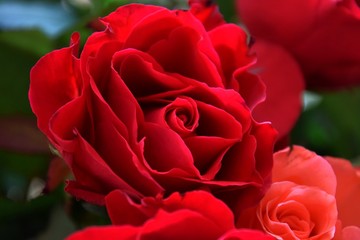 Rosengewächse  in voller Blüte, Abstrakte Nahaufnahme von roten Rosen, Zarten Rosenblätter in rot und apricot