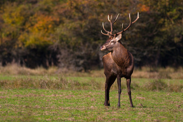 Red deer in a meadow with autumn forest in background