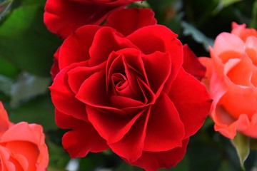 Fototapete bei efototapeten.de bestellen   