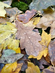 Autumn forest with oaks and maples. Shipova an oak grove.The ground is strewn with yellow leaves.The mushrooms grow around old stumps.