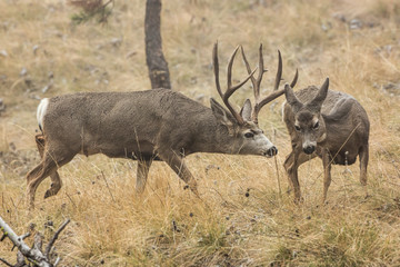 Mule Deer Buck and Doe During Rut-Foggy Morning