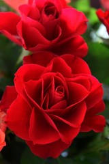 Rosen abstrakt und in voller Blüte