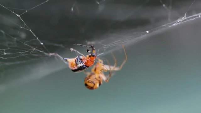 spider webbing insect
