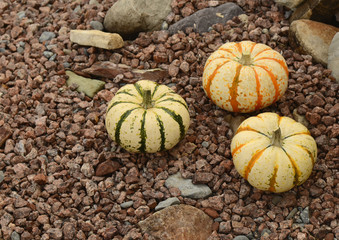 striped autumn gourds