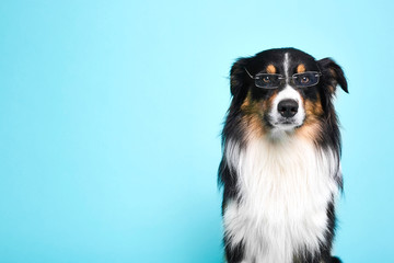 Obraz na płótnie Canvas Schwarz weisser Hund mit Brille