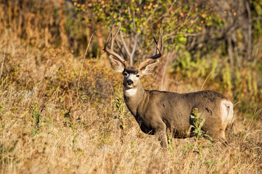 Mule Deer Buck In Fall Fall Foliage