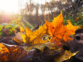 The sun passes through the autumn leaves.
