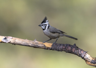 Bridled Titmouse (Baeolophus wollweberi)