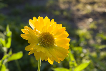 Flower yellow gaillardia in the rays of the setting sun close up