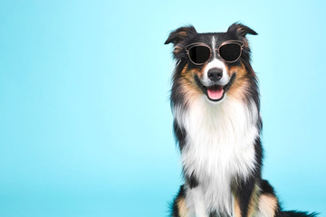 Schwarz weisser Hund mit Brille