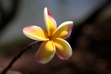Fototapeta na wymiar Kauai Flower