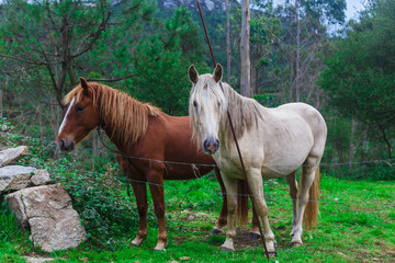 Fototapeta premium Two beautiful horses