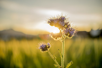Fototapeta na wymiar Flower at sunset