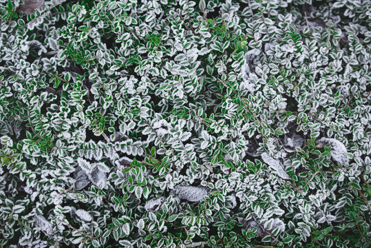 gr&uuml;n im frost
