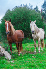 Obraz na płótnie Canvas Two beautiful horses