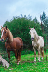 Obraz na płótnie Canvas Two beautiful horses