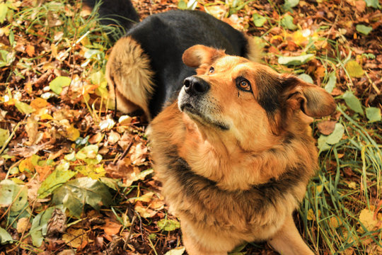 Dog lies on autumn leaves in the forest. Looks up