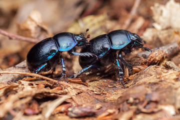 Käfer