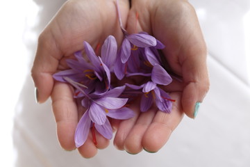 saffron flowers