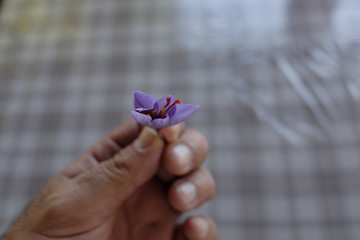 saffron flowers in the hand