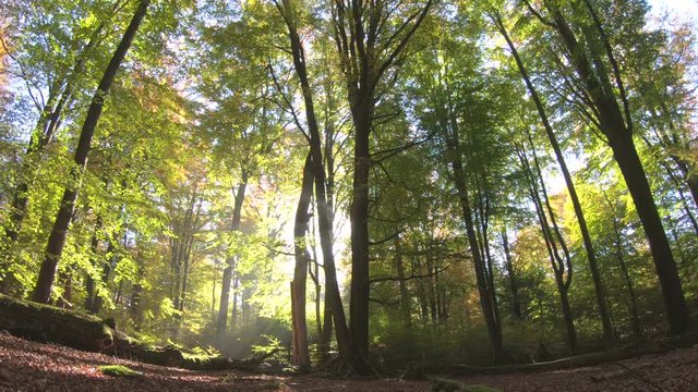 Laubwald im Herbst, Herbstfärbung, Buchenwald, Buchen, Fagus, Herbstblätter, Spessart, 4K