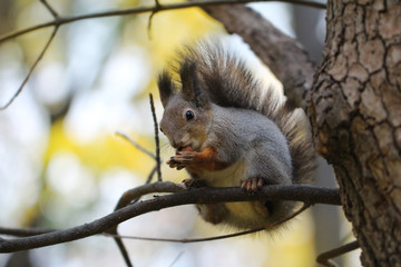 The squirrel sits on a branch
