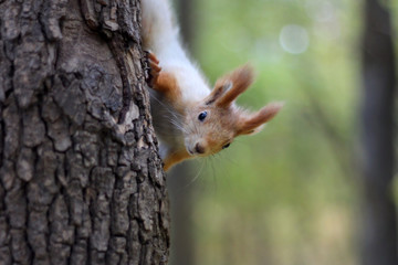 Red squirrel peeks out from the tree