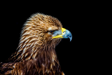Golden eagle head close up