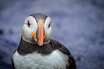 Close up of Puffin head front on 