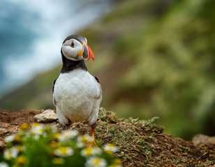 Colourful Puffin on coastal ledge