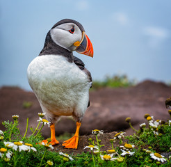 Close up of Puffin near cliff edge