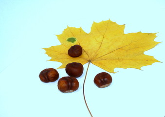 Autumn leaf maple