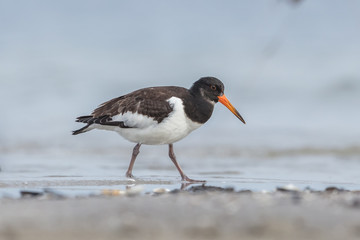 vögel