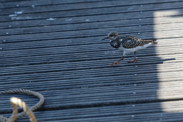 Un tournepierre à collier, grand migrateur, sur le quai du vieux port de Kourou en Guyane...