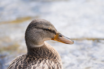 Stockente