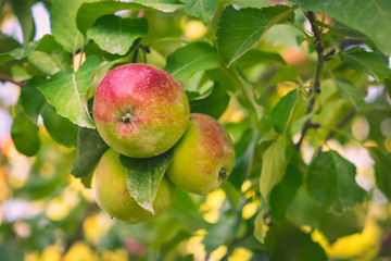 Apple farm