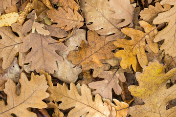  Fallen autumn leaves