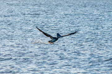 Pelican