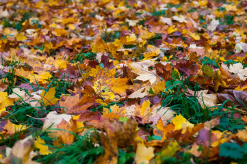 Fallen leaves on the ground.