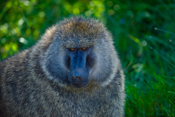 Baboon with Red Eyes Kenya
