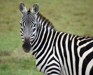 Fototapeta na wymiar Zebra Stare down
