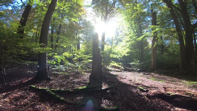Laubwald im Herbst, Totholz, Buchen, Eichen, Sonnenstrahlen, Laubbl&auml;tter, Laubb&auml;ume, Verg&auml;nglichkeit, Spessart, 4K