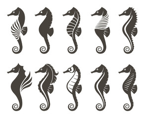 collection of seahorse on isolated white background © Alexkava