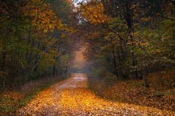 Obraz premium Amazing path in the forest. Like in a tale.