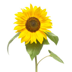 Flower of sunflower isolated on white background. Seeds and oil. Flat lay, top view