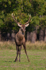 Naklejka na ściany i meble Red deer in a meadow with forest in background