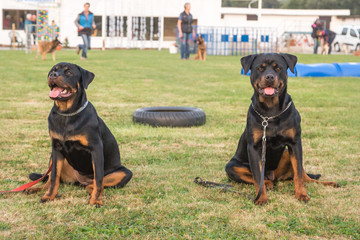 Rottweiler