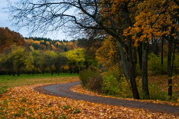 Autumn road with golden leaves everywhere.