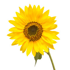 Flower of sunflower isolated on white background. Seeds and oil. Flat lay, top view