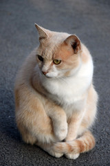 Домашние животные (Кошки)